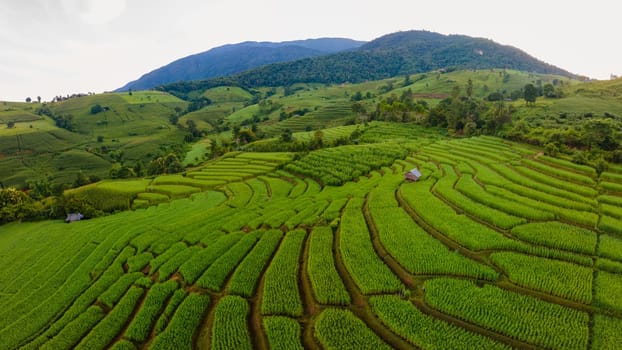 view of the Terraced Rice Field in Chiangmai, Thailand