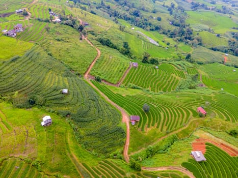 Terraced Rice Field in Chiangmai, Thailand