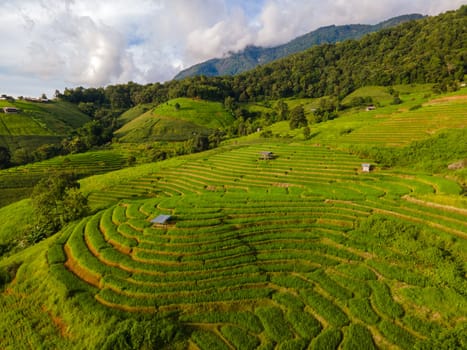 Curved Terraced Rice Field in Chiangmai, Thailand