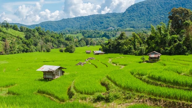 Terraced Rice Field in Chiangmai, Royal Project Khun Pae Northern Thailand