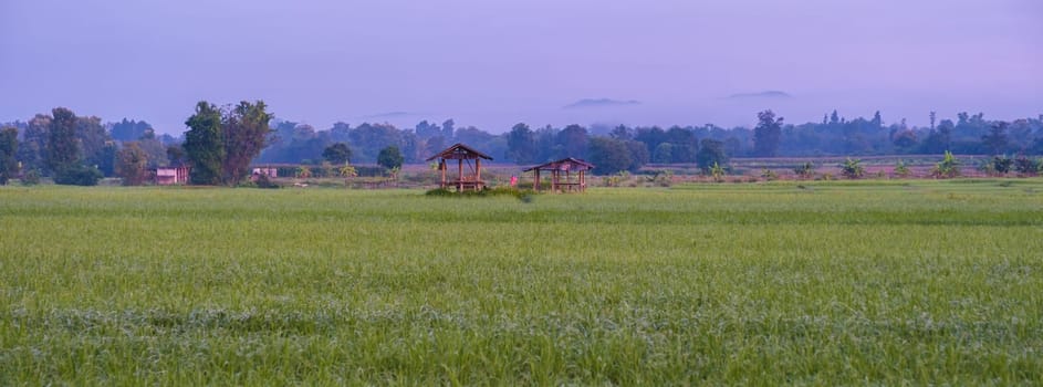 sunset over the green rice fields of central Thailand
