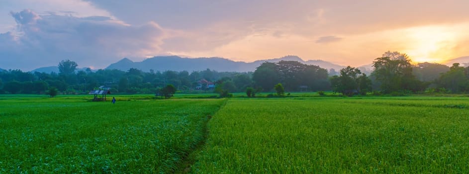 sunset over the green rice fields of central Thailand