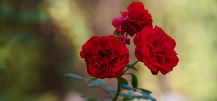 Red blooming roses in the garden