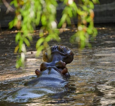An adult hippopotamus swims in a pond on an autumn day