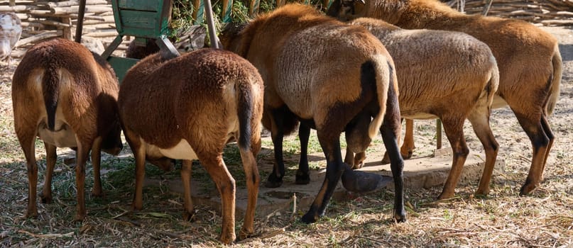 A flock of Cameroonian sheep eats hay from a trough