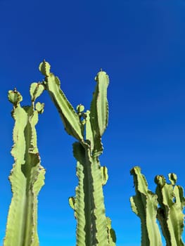 A beautiful large cactus in the sun of Tenerife.