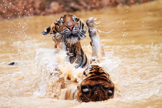 Nature, animals and tiger cubs in water at wildlife park with fun, playing and freedom in jungle. River, lake or dam with playful big cats swimming, jumping and outdoor safari in Asian zoo together.
