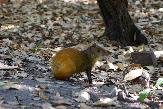 Agouti on alert ready to escape into the forest