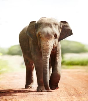 Jungle, face and elephant portrait walking on road in nature for freedom, journey or adventure. Forest, animal or conservation with environment, peace and wildlife for care, calm and protection