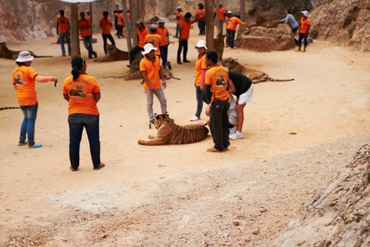Zoo, guards and people by tigers in nature relaxing for mystical entertainment at a circus. Jungle, exotic animals and group of trainers with big cats in outdoor sustainable conservation or sanctuary