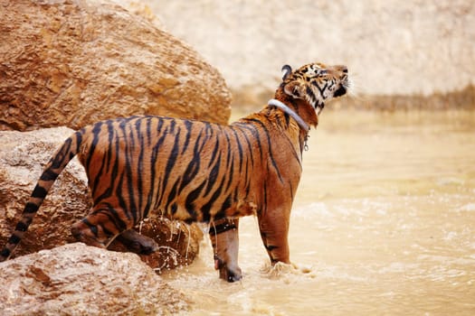 Nature, water and tiger in zoo for animals in mud with rock, endangered wildlife and conservation. Big cat playing in pool, park or river in Thailand for safari, outdoor action and power with jungle
