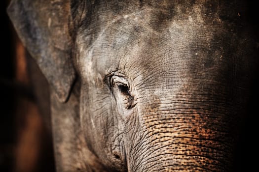 Jungle, face and closeup of elephant portrait with texture, wrinkles and sad eyes in nature at night. Forest, animal or conservation with environment, peace and wildlife for care, calm and protection