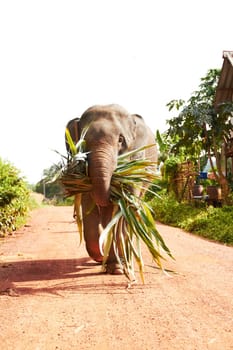 Jungle, elephant and eating leaves in nature outdoor for feeding, freedom or sustainability. Forest, animal and conservation with environment, plants and wildlife for calm walking on dirt road