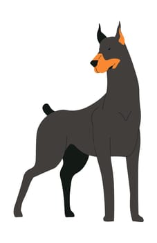 Doberman dog breed, domestic pet portrait puppy