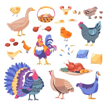 Farm animals and production, isolated chickens and geese, turkey and duck. Feathers gathered for pillow, eggs and friend drumsticks. Basket with eggs and meal served on plate. Vector in flat style