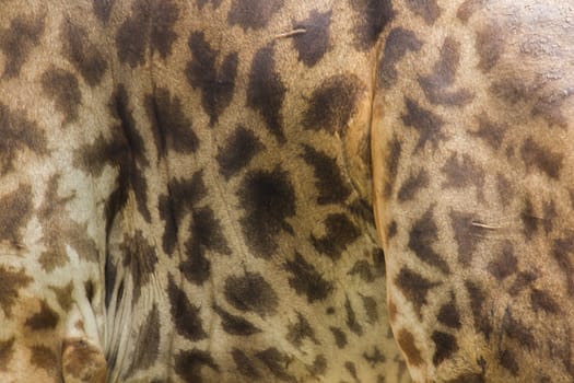 Giraffa's skin has a distinctive yellow and dark brown pattern.