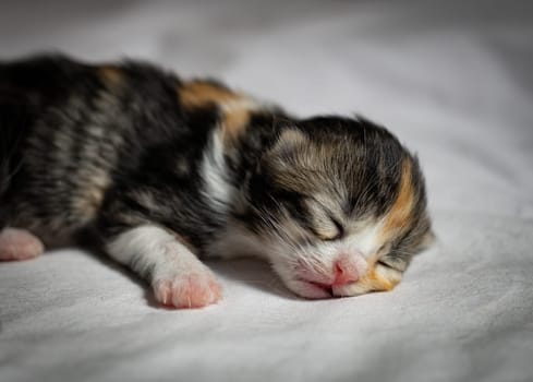Sleeping newborn kitten on a bed in a box.