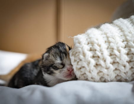 One sleeping newborn kitten near the sweater.