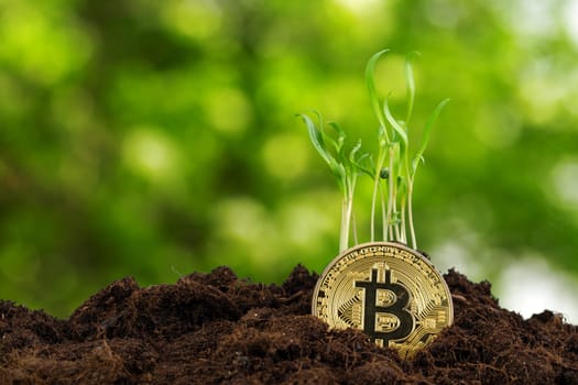 Sprout plant and bitcoin, growth of bitcoin crypto currency