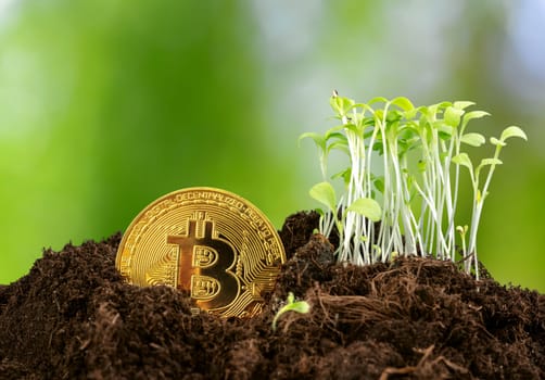 Sprout plant and bitcoin, growth of bitcoin crypto currency