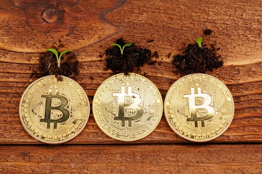 Golden bitcoin and green plant in soil
