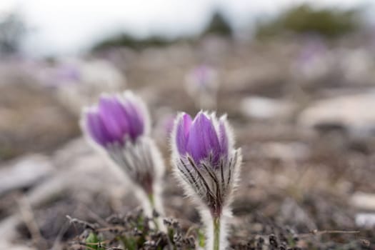 Dream grass spring flower. Pulsatilla blooms in early spring in forests and mountains. Purple pulsatilla flowers close up in the snow