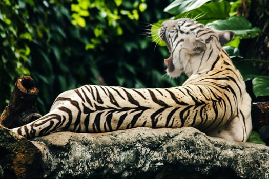 White tiger lying on the rock