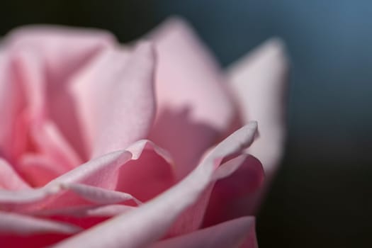 Macro photo of beautiful pink rose petals on a black background