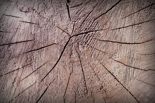 texture of tree stump vintage backgroud
