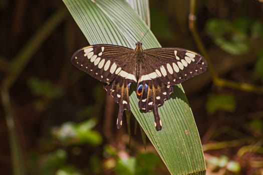 Emperor Swallowtail (Papilio ophidicephalus) 14291