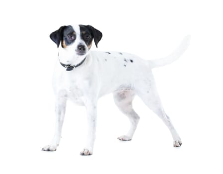 Jack Russell dog, studio and white background with pet care, healthy and isolated with wellness. Canine animal, puppy and face with natural fur coat with rescue for safety, pedigree and adoption
