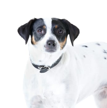 Jack Russell dog, studio closeup and white background for pet care, healthy or isolated with wellness. Canine animal, puppy and face with natural fur coat with rescue for safety, pedigree or adoption