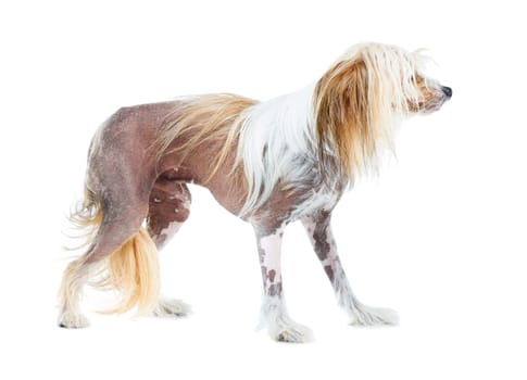 Chinese Crested dog, studio and puppy isolated by white background for care, health and wellness. Canine animal, pet and profile with natural fur coat with rescue for safety, pedigree and adoption