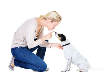 Woman, training and studio with dog or jack russell for silence, learning and care by white background. Girl, animal or pet puppy with teaching, discipline and loyalty on floor for domestic education