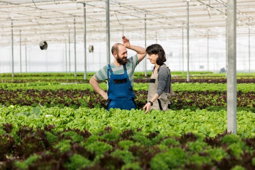 Farmers in greenhouse growing vegetables