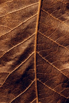 Beautiful dry brown tree leaf background