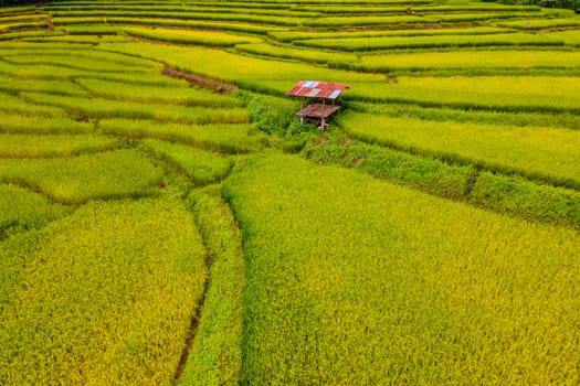 gold colored rice paddy field at Sapan Bo Kluea Nan Thailand