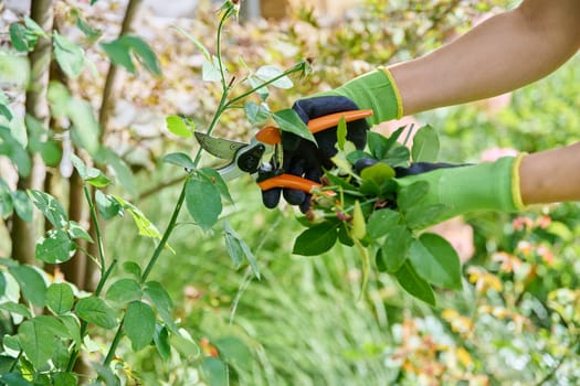 Gardener hands with pruner removing dry flowers on rose bush