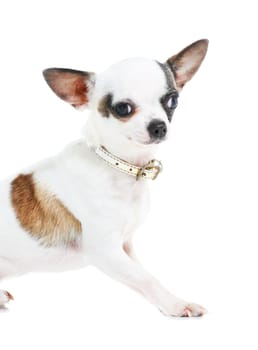 Portrait, dog or chihuahua in studio isolated on a white background for animal care or companion. Puppy, pet and loyalty with an adorable little purebred canine on a backdrop for trust or friendship