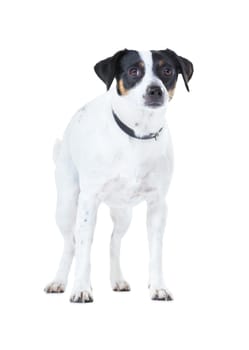 Dog, family pet and portrait white background animal care, coat health and domestic puppy. Jack russell, face and collar mockup space in studio for loyalty terrier love, adoption companion and safety.