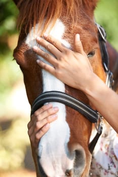 Stroke, support or hands on horse in nature outdoor for bond or relax on farm, ranch or countryside. Animal closeup, person or touching stallion for freedom, adventure or vacation in summer for love