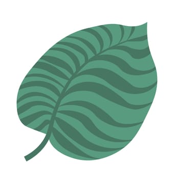 Tropical leaf of monstera plant, exotic foliage