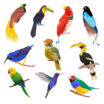 Tropical birds, parrots and colibri on branches