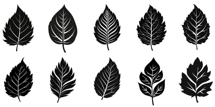 Leaf black icon. Leaf icons set. Icons of different leaves. Vector illustration.