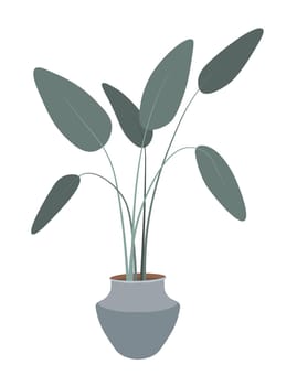 Flower in pot, houseplant with leaves decoration