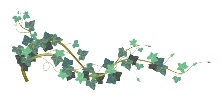 Ivy climbing plant with evergreen leaves vector