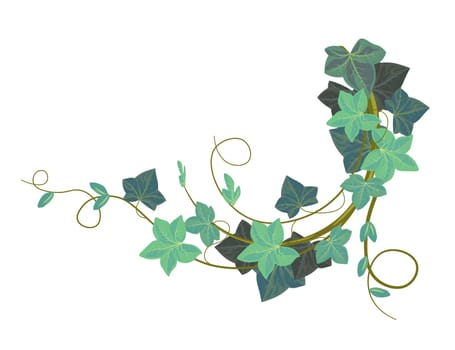 Ivy climbing plant, evergreen hedera botany vector