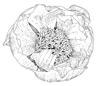 Blooming flower with petals, monochrome sketch