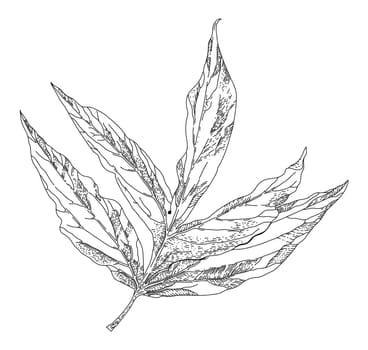 Plant or tree leaf, monochrome sketch outline