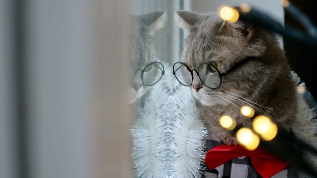 Scottish Straight Cat celebrate Christmas New Year